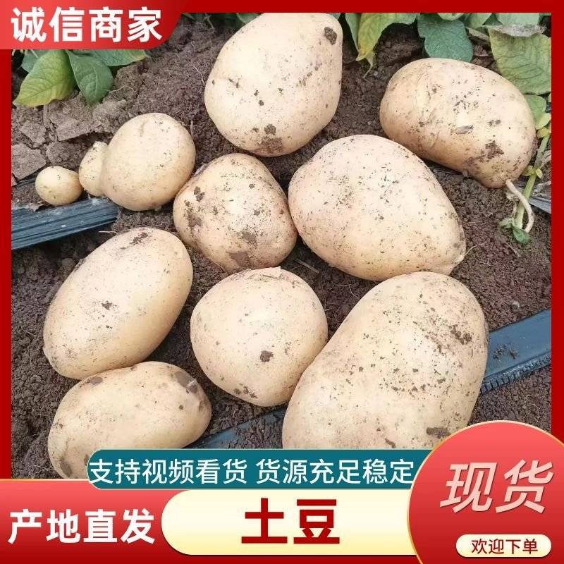 土豆精选荷兰十五，希森6号，V7土豆，黄皮黄心，视频看货