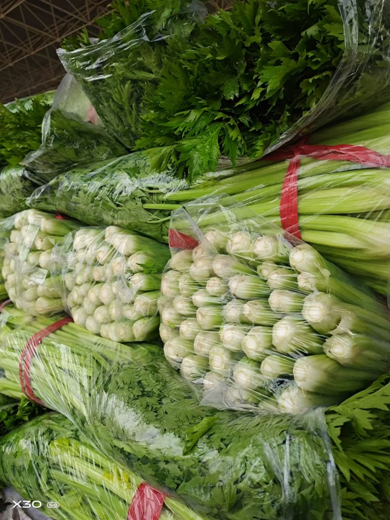 精品芹菜大量上市，产地直发，品质保证，诚信经营