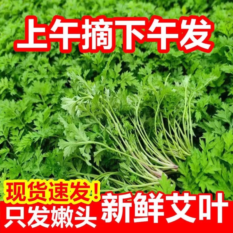 艾叶新鲜食用艾草青团糍粑清明果嫩艾叶艾米果当天现摘