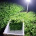 艾叶新鲜食用艾草青团糍粑清明果嫩艾叶艾米果当天现摘