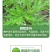 艾草新鲜食用艾草可做青团糍粑粑清明果艾叶艾蒿艾米果现摘