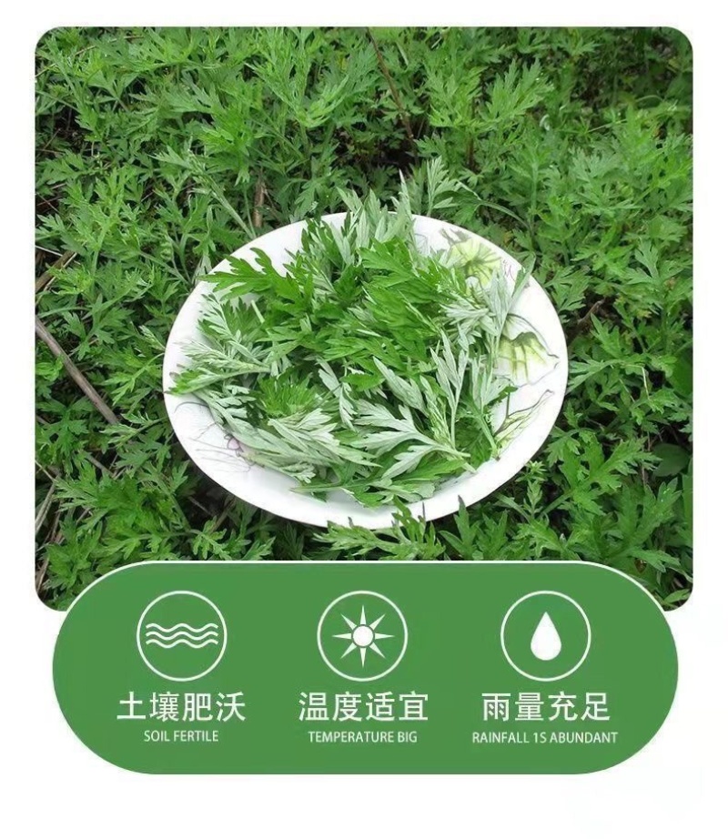 艾草新鲜食用艾草可做青团糍粑粑清明果艾叶艾蒿艾米果现摘