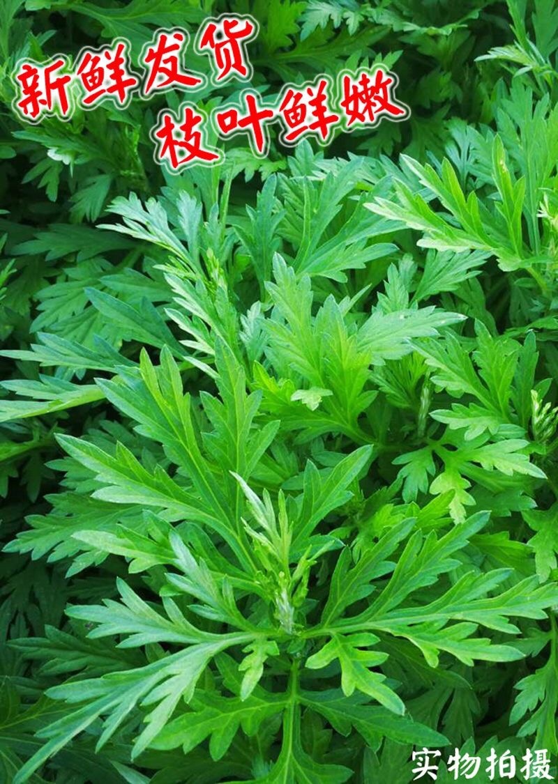 艾草新鲜食用艾草可做青团糍粑粑清明果艾叶艾蒿艾米果现摘
