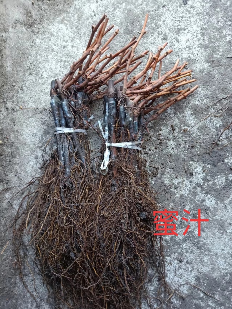 藤稔葡萄苗乒乓球葡萄苗藤引葡萄苗