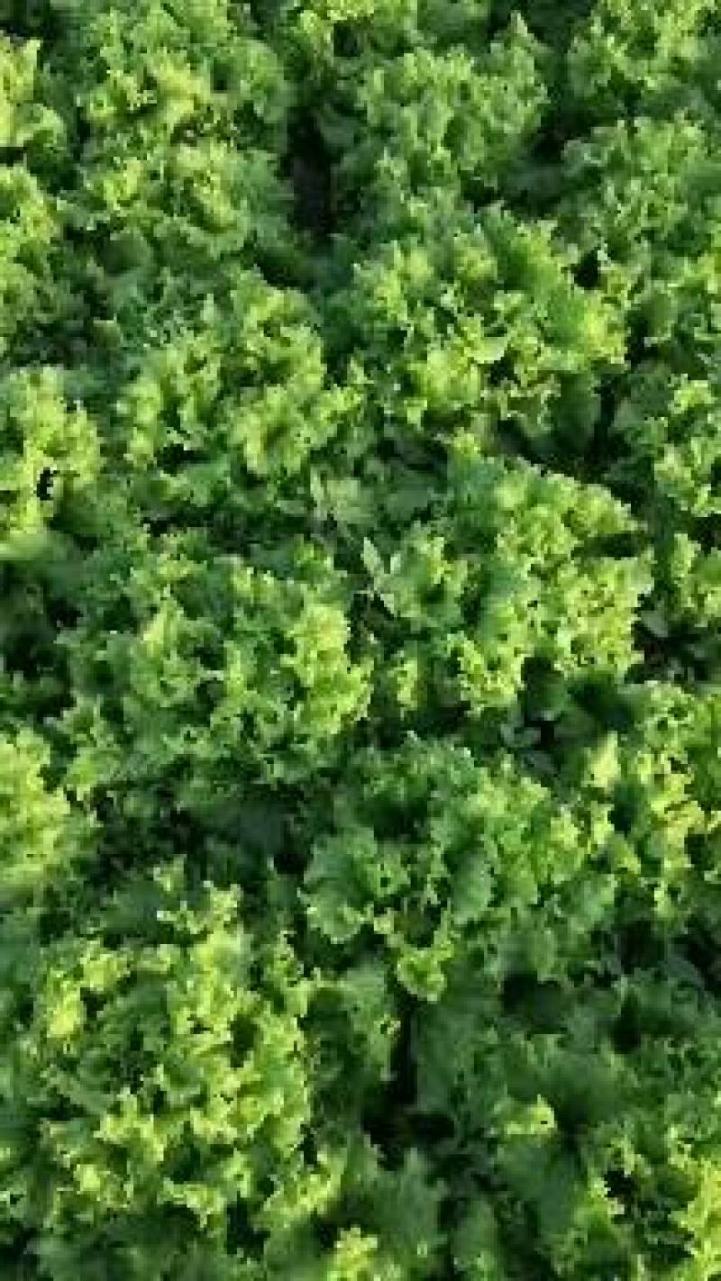 精品生菜大量上市！！！！！！