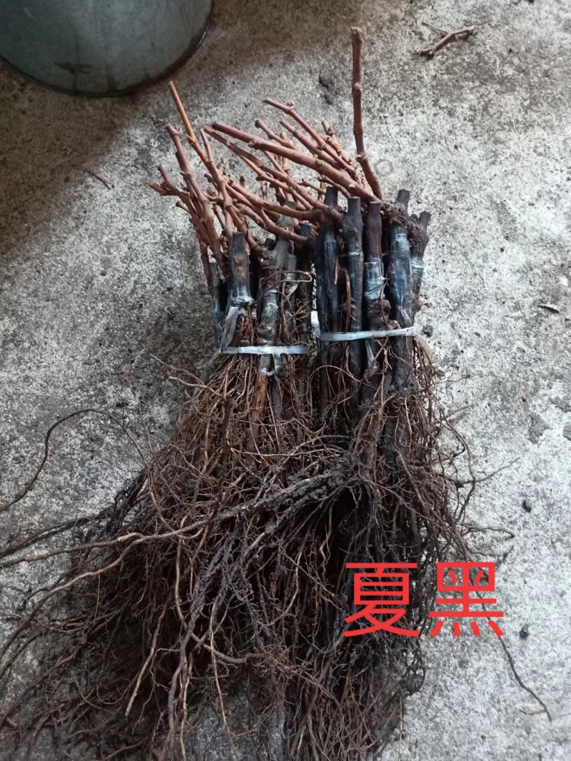 蜜汁葡萄苗寒香蜜葡萄苗京亚葡萄苗夏黑葡萄苗