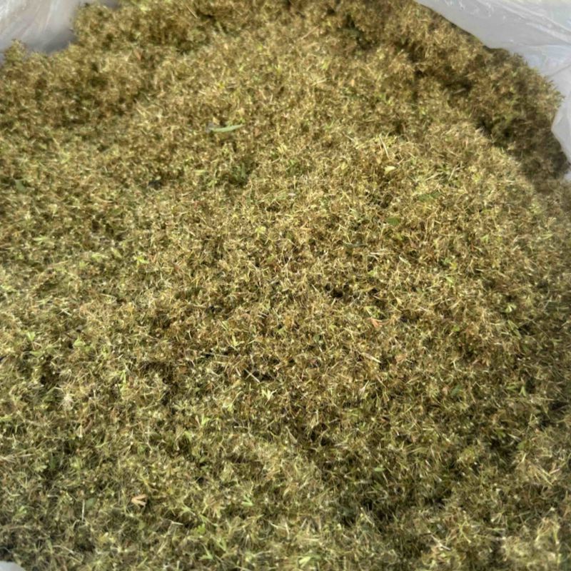 【精品】甜叶菊大小叶杂交品十五年预苗经验保质保量