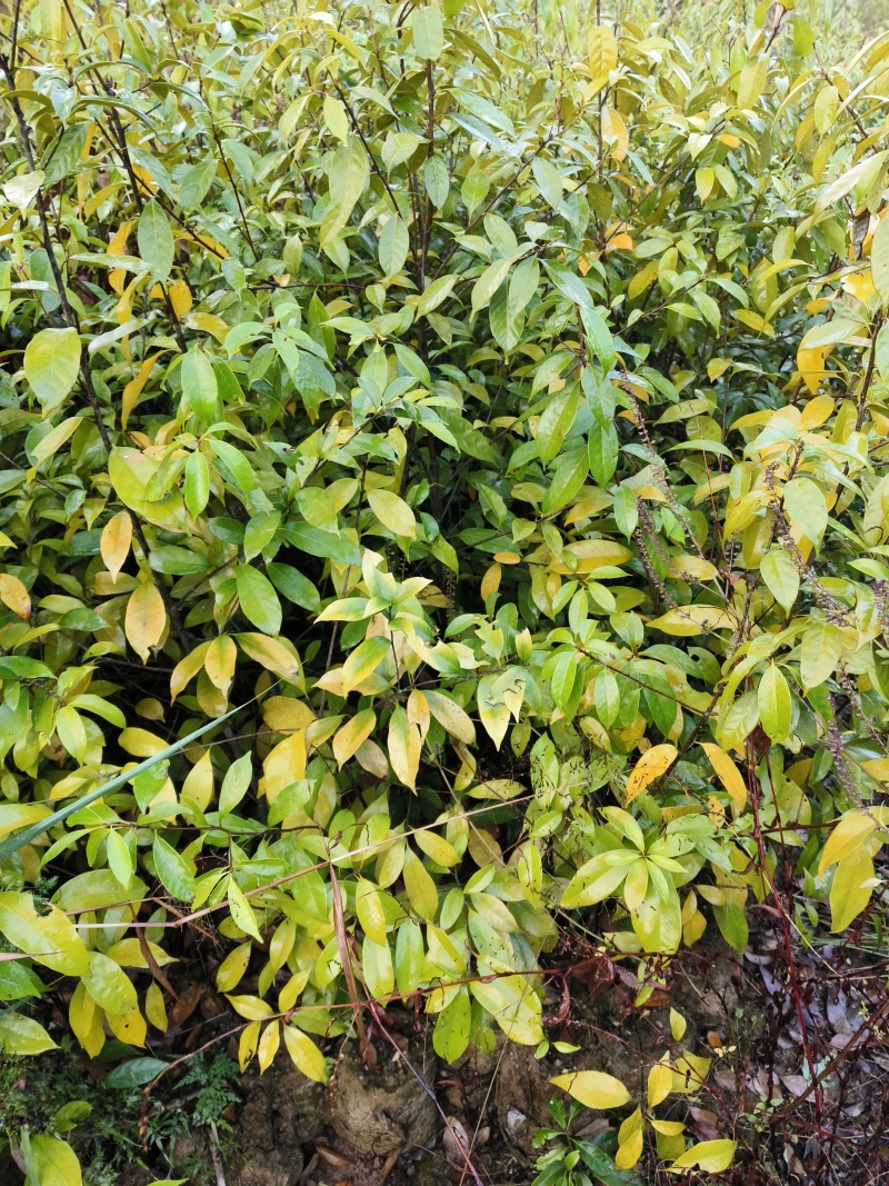 青冈栎