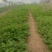 【推荐】法国皇后芹菜苗大量现苗，一级苗，易成活，欢迎咨询