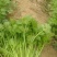 【推荐】法国皇后芹菜苗大量现苗，一级苗，易成活，欢迎咨询