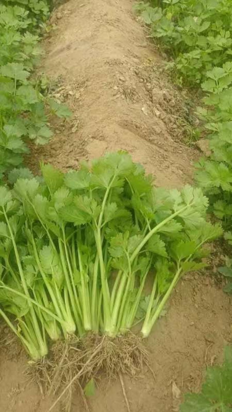 【推荐】法国皇后芹菜苗大量现苗，一级苗，易成活，欢迎咨询