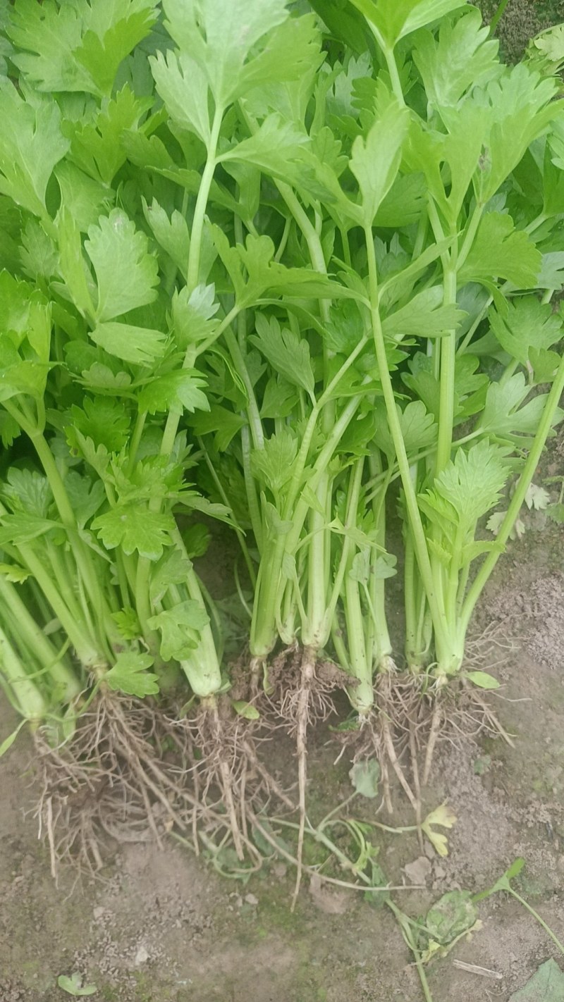 【推荐】法国皇后芹菜苗大量现苗，一级苗，易成活，欢迎咨询