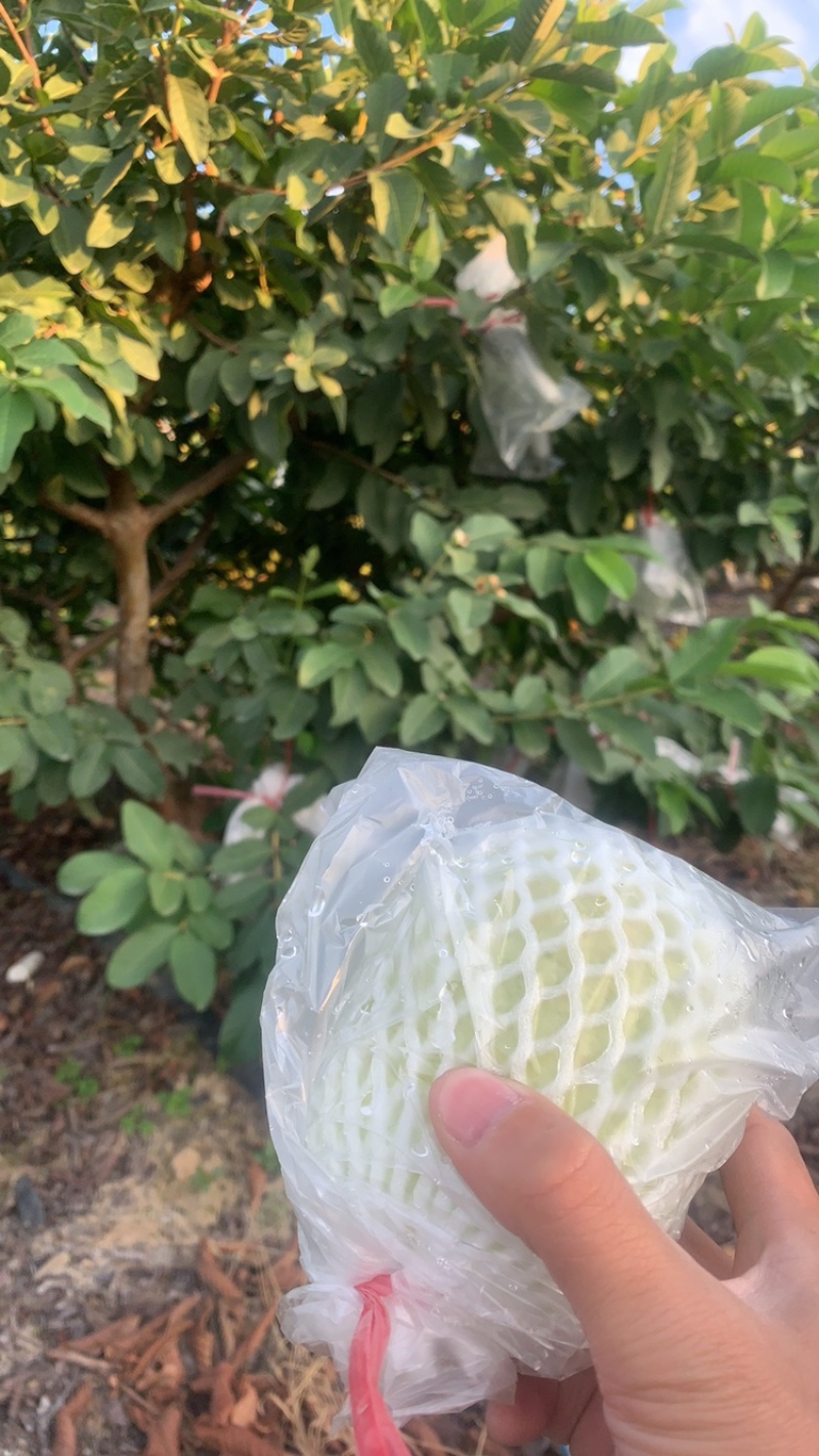 番石榴，