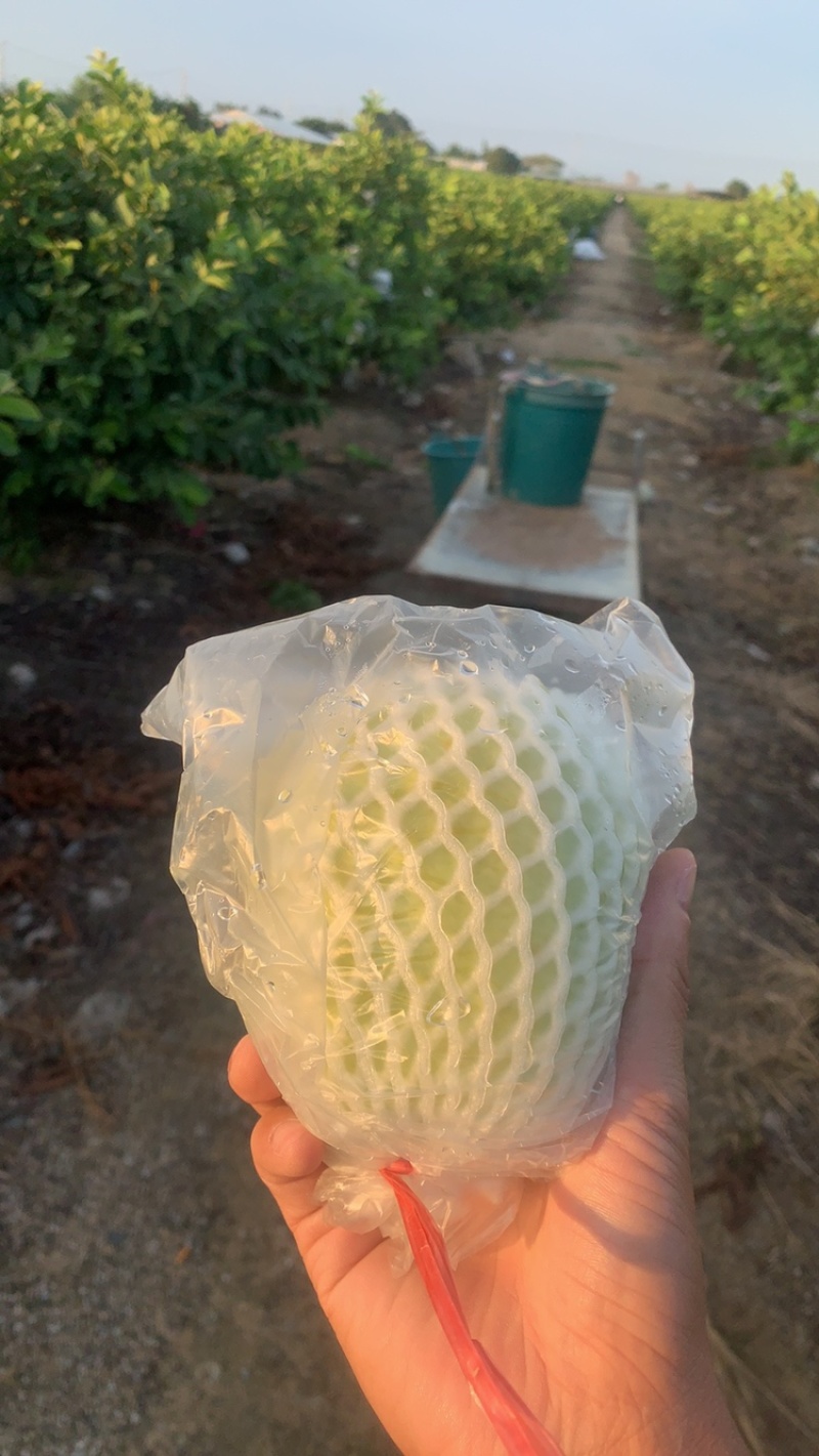 番石榴，