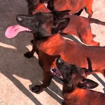 纯种爆红马犬疫苗驱虫齐全看家护院放牧牛羊