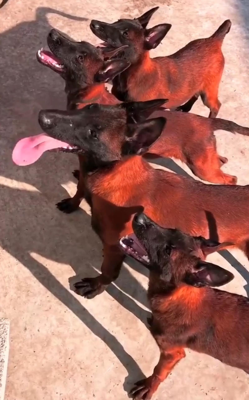 纯种爆红马犬疫苗驱虫齐全看家护院放牧牛羊
