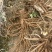 四川大凉山精选当归产地直供一手货源量大价优欢迎订购