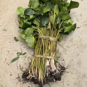 睡莲，水生植物