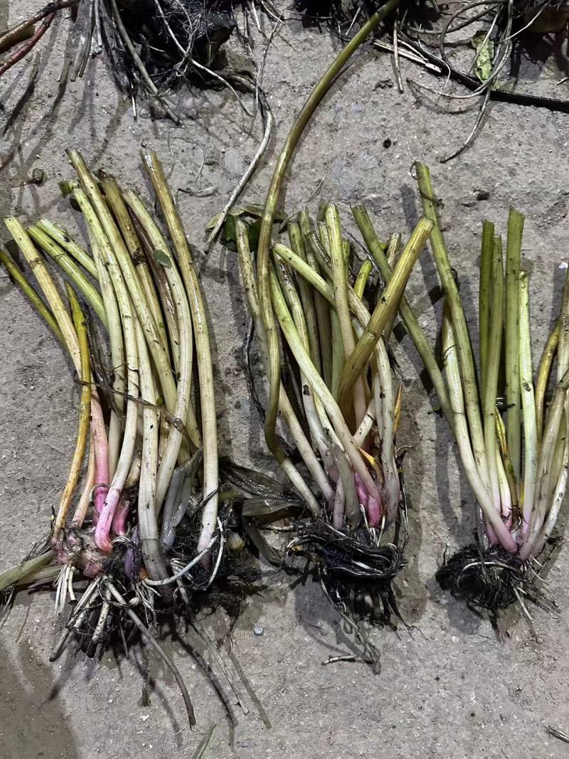 睡莲，水生植物
