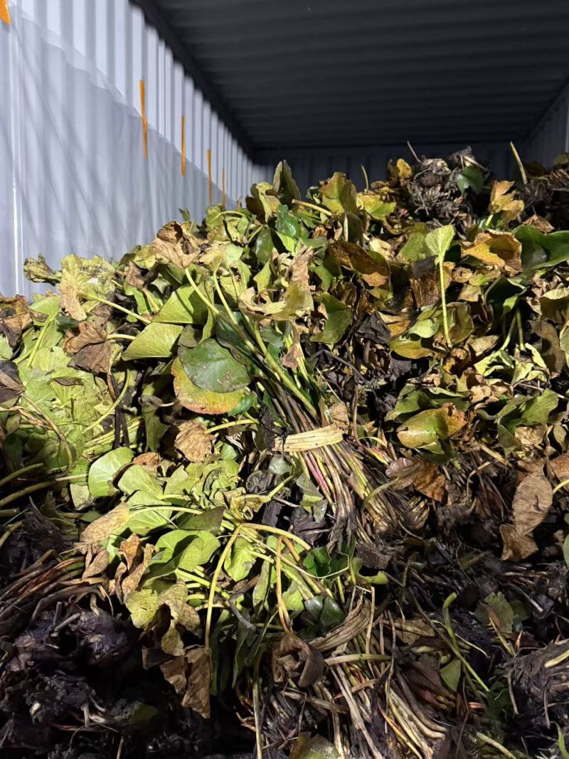 睡莲，水生植物