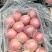 【精品】红富士苹果货源充足脆甜爽口量大从优