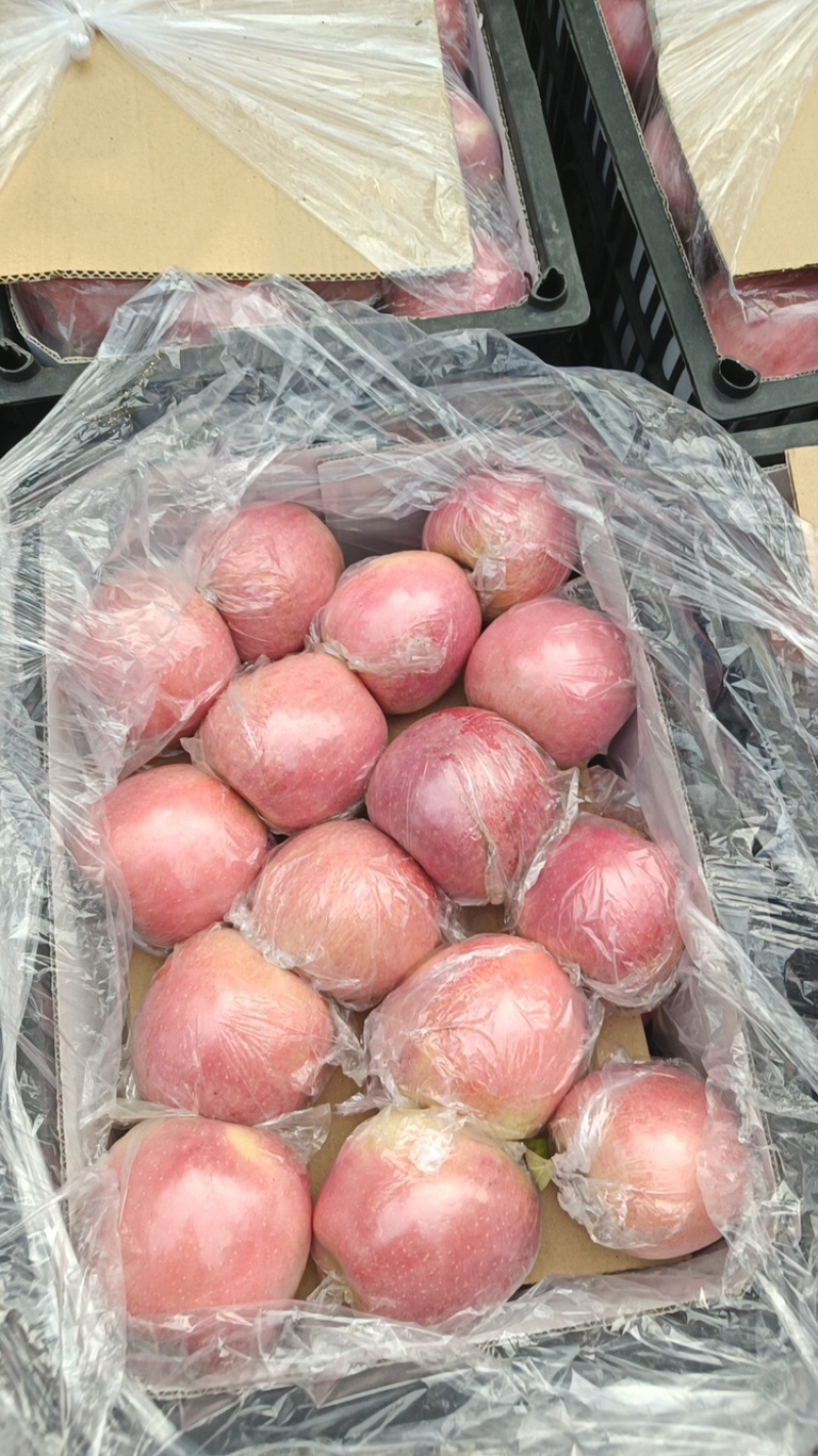 【精品】红富士苹果货源充足脆甜爽口量大从优