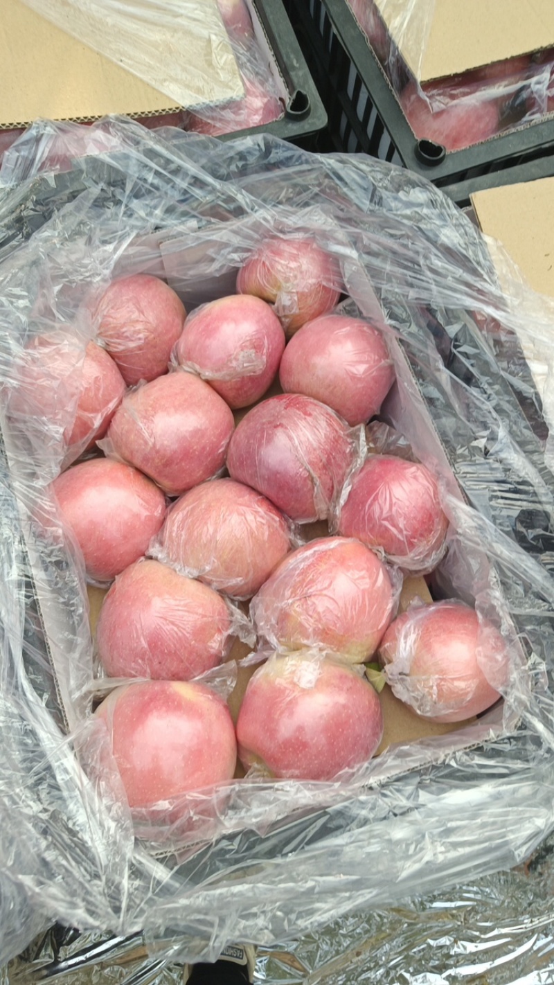 【精品】红富士苹果货源充足脆甜爽口量大从优