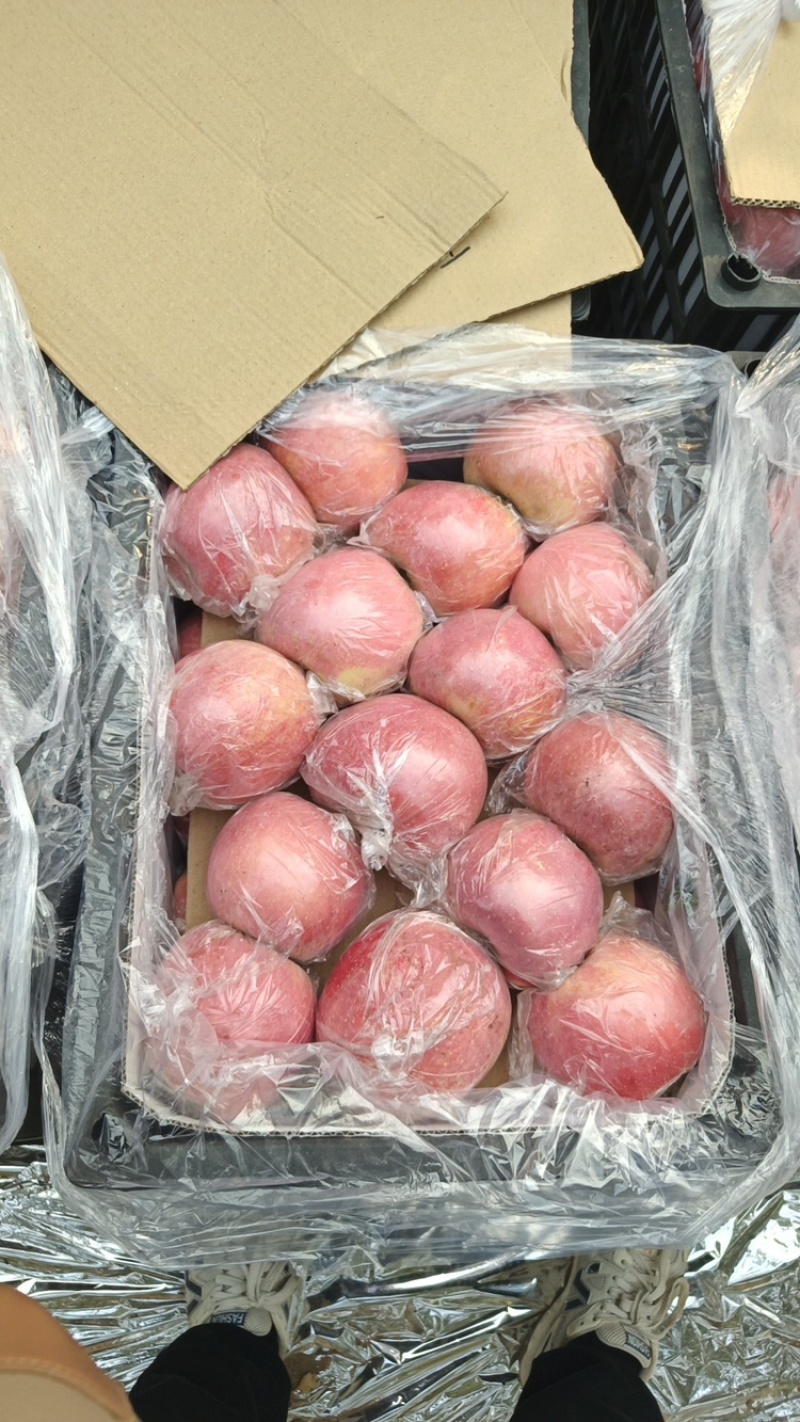 【精品】红富士苹果货源充足脆甜爽口量大从优