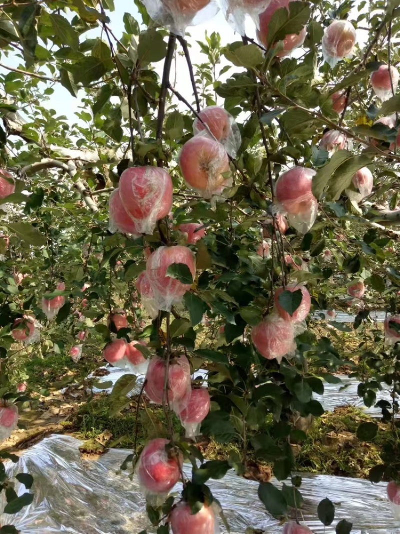 【精品】红富士苹果货源充足脆甜爽口量大从优