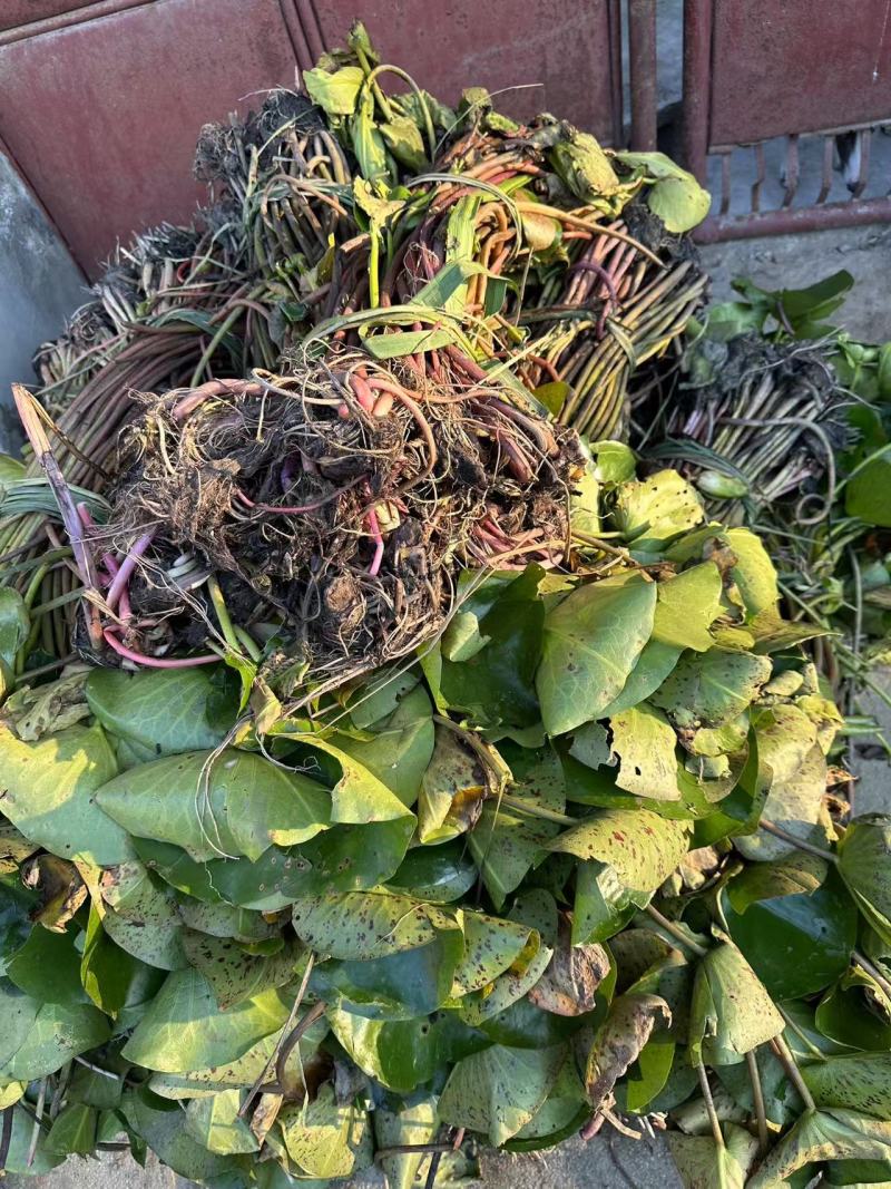 睡莲，水生植物
