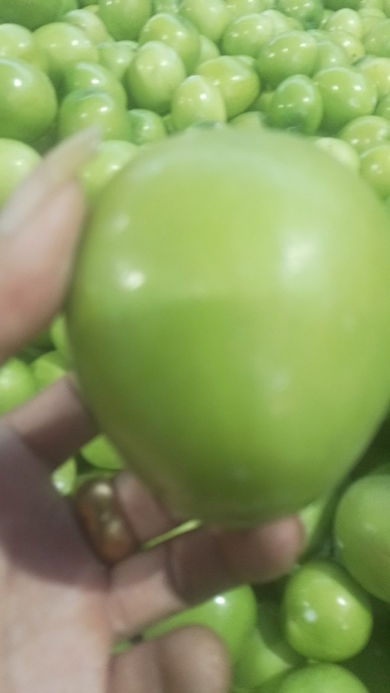 云南天密青枣