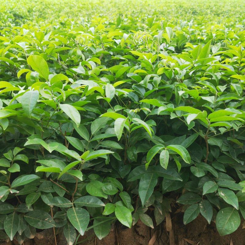 新品种牛大力，产地直发，当年结薯，品种保证，包收购