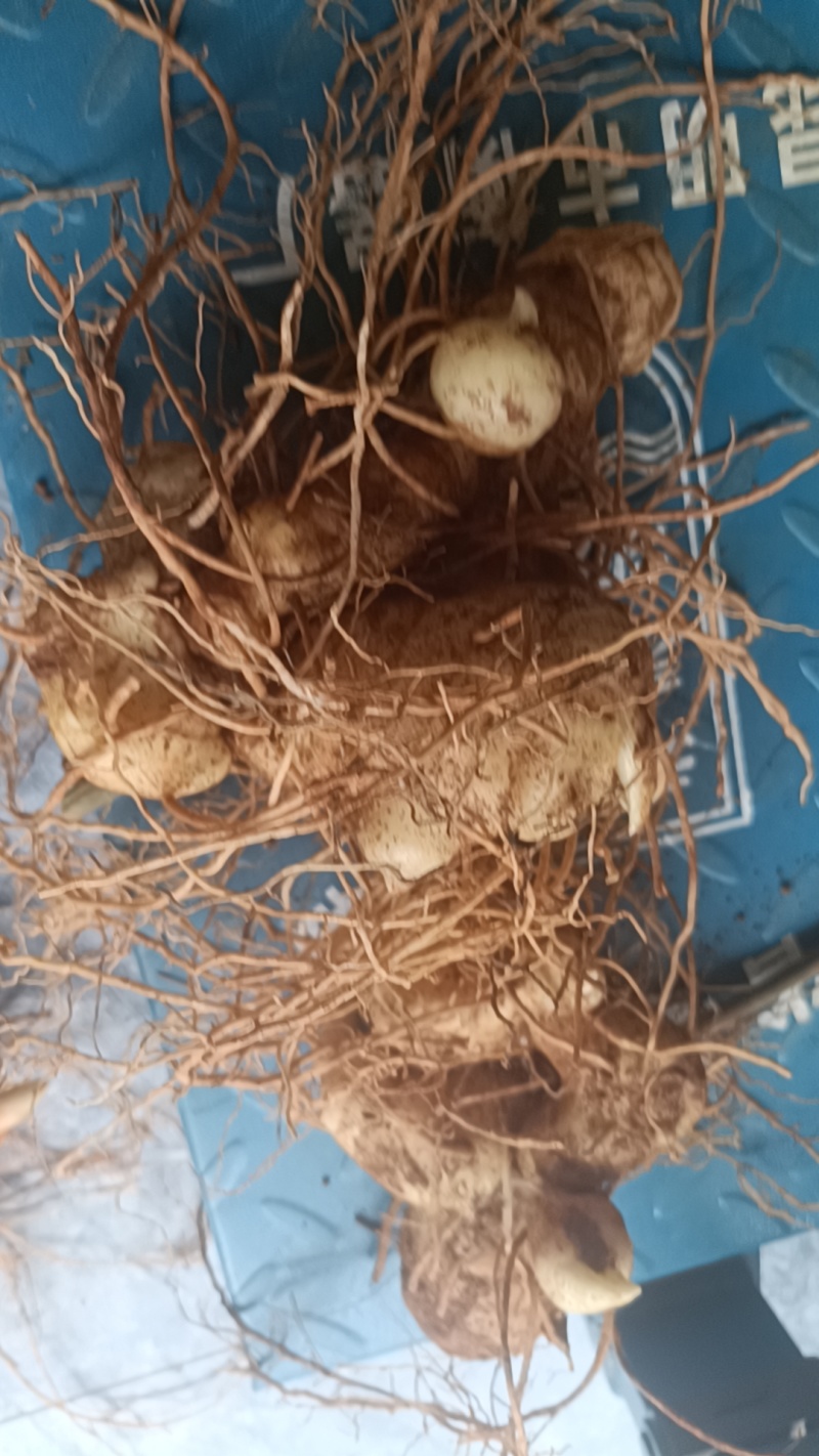 云南黄精滇黄精自家种植上千亩地自产自销产地直供