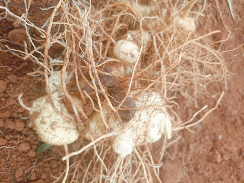 云南黄精滇黄精自家种植上千亩地自产自销产地直供
