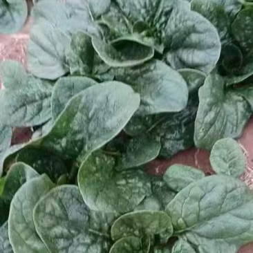 开封圆叶趴地菠菜大量上市货源充足大量批发