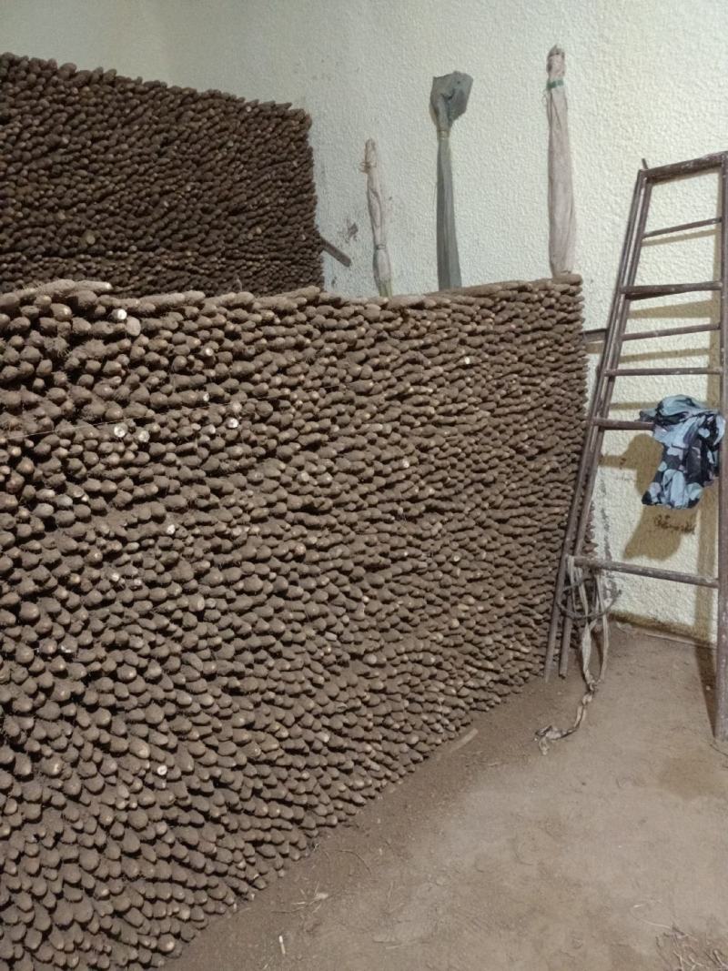 河北铁棍山药大量供货量大价低条形好口感正