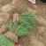 河西二红洋葱苗全网优质货源现货供应/洋葱苗圃基地一手货源
