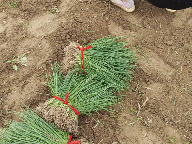 河西二红洋葱苗全网优质货源现货供应/洋葱苗圃基地一手货源