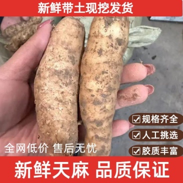 四川天麻新鲜天麻一手货源产地直发可视频看货