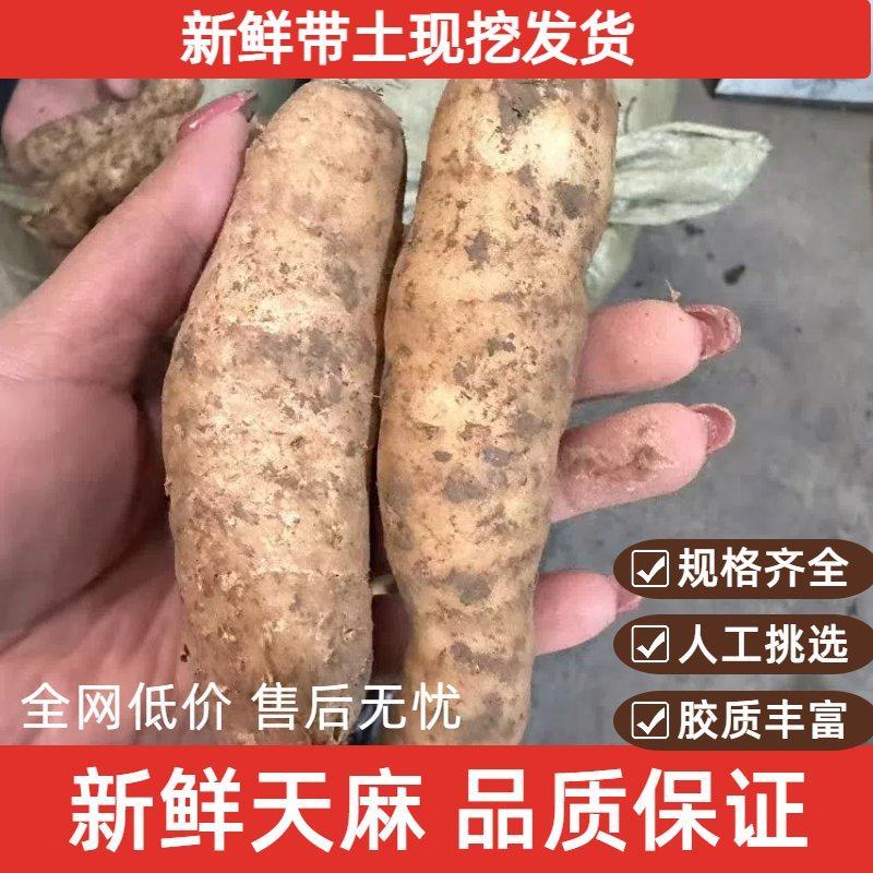 四川天麻新鲜天麻一手货源产地直发可视频看货