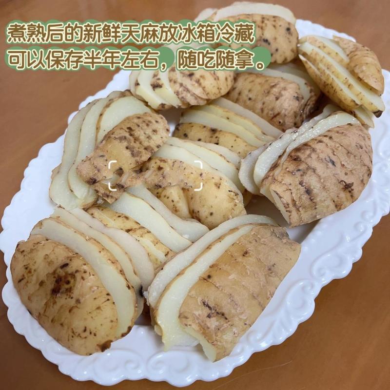 四川天麻新鲜天麻一手货源产地直发可视频看货