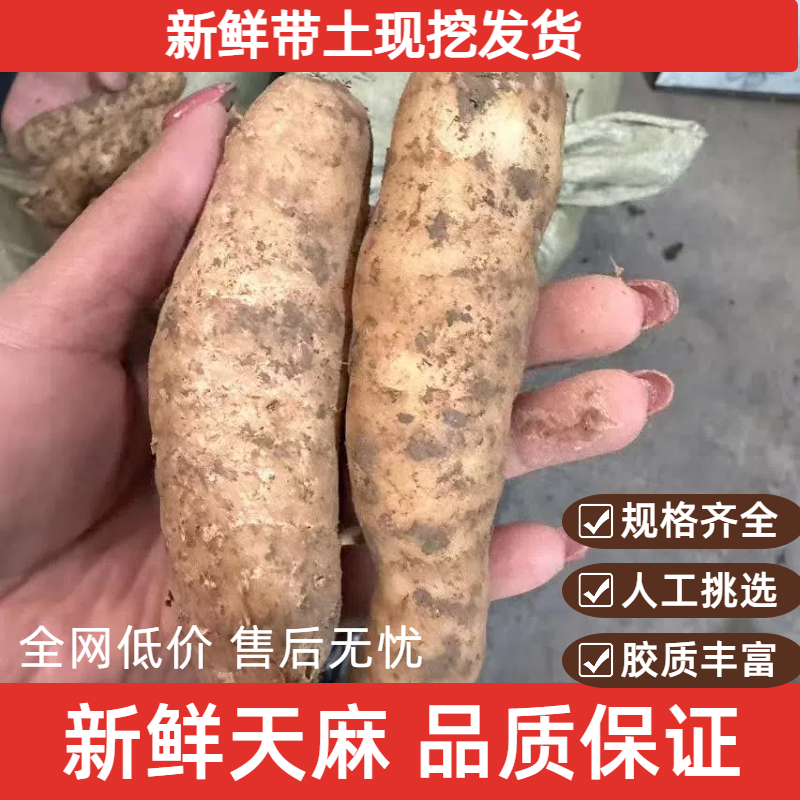 四川天麻新鲜天麻一手货源产地直发可视频看货