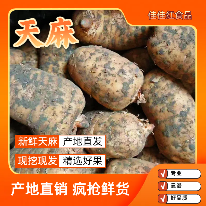四川天麻新鲜天麻一手货源产地直发可视频看货