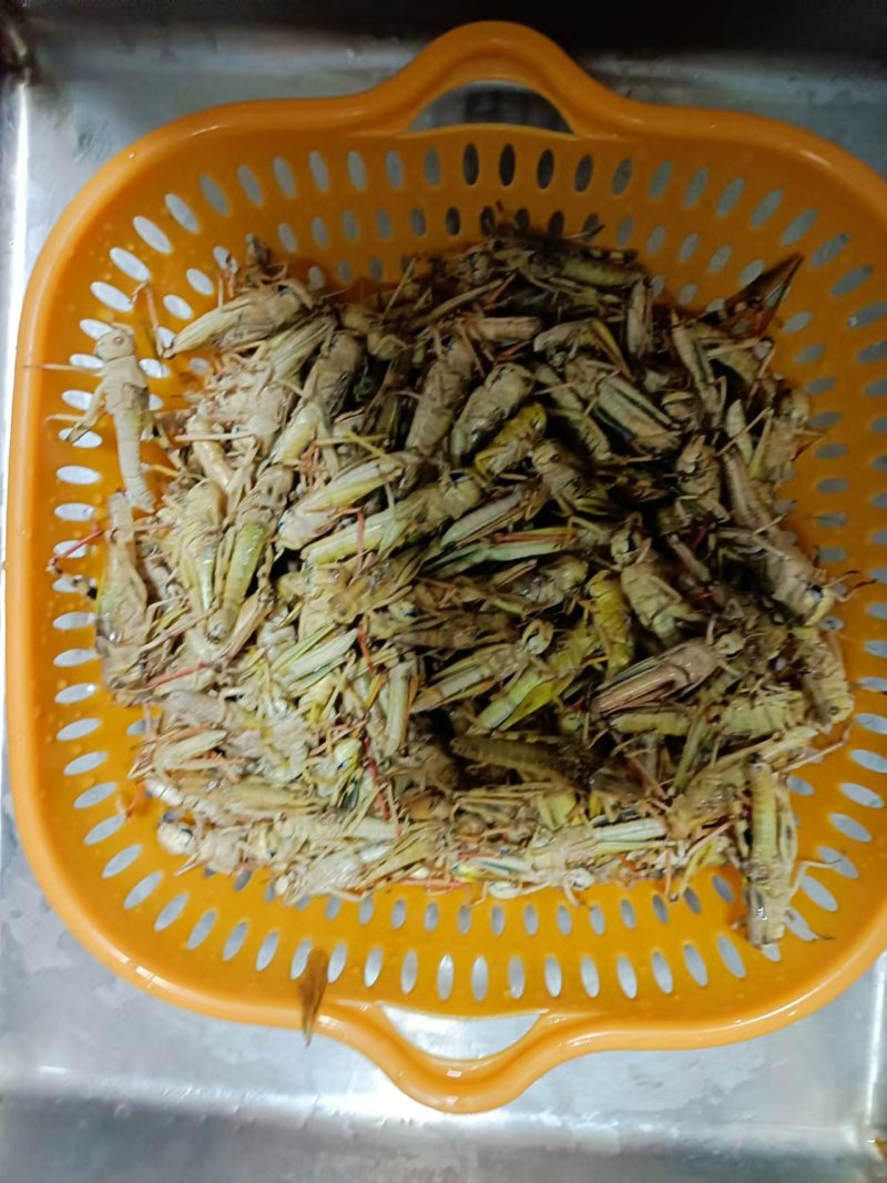 优选推荐蚂蚱蝗虫自家养殖基地一手货源全国发货
