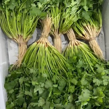 香菜大量有货