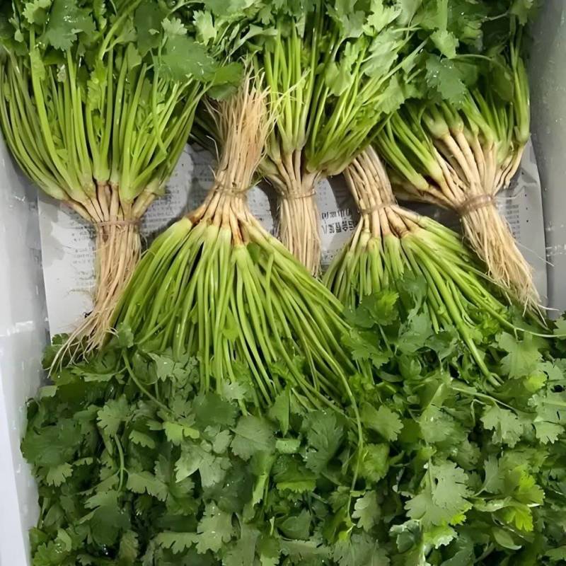 香菜大量有货