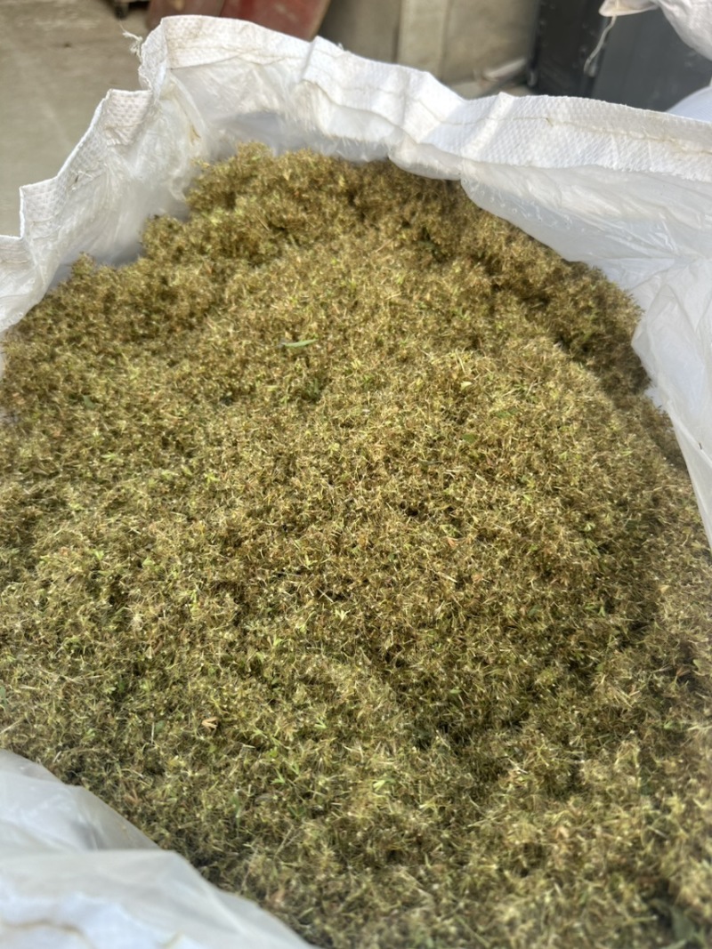 【精品】甜叶菊大小叶杂交品十五年预苗经验保质保量