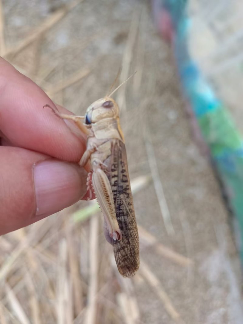 蚂蚱基地优选蚂蚱蝗虫长期供应可视频看货全国发货