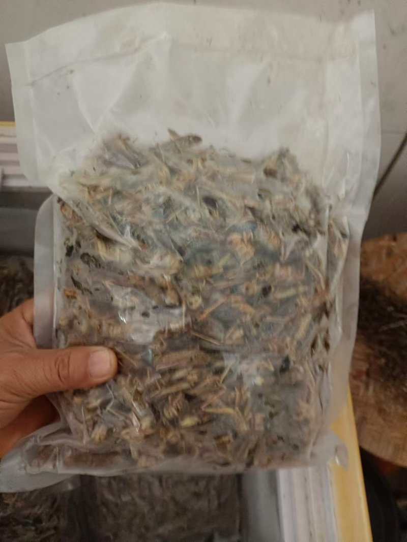 蚂蚱基地优选蚂蚱蝗虫长期供应可视频看货全国发货