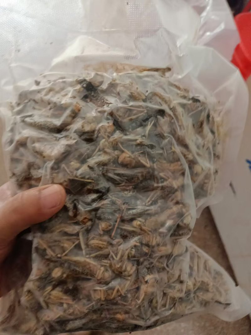 蚂蚱基地优选蚂蚱蝗虫长期供应可视频看货全国发货